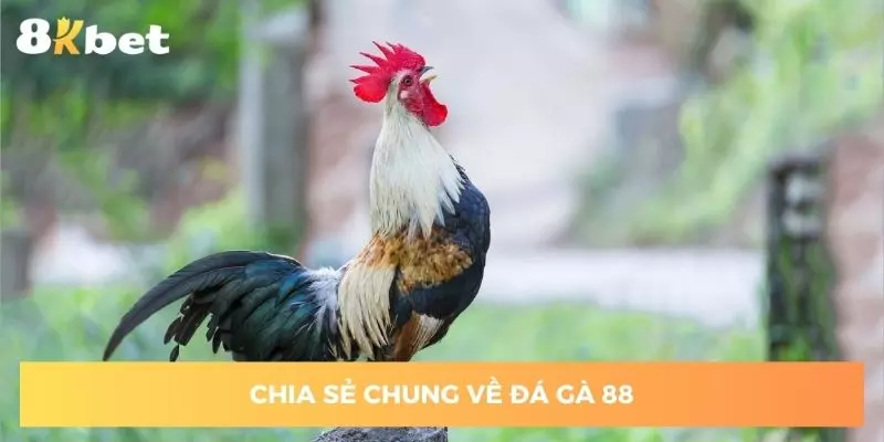 Vài nét chia sẻ chung về đá gà 88