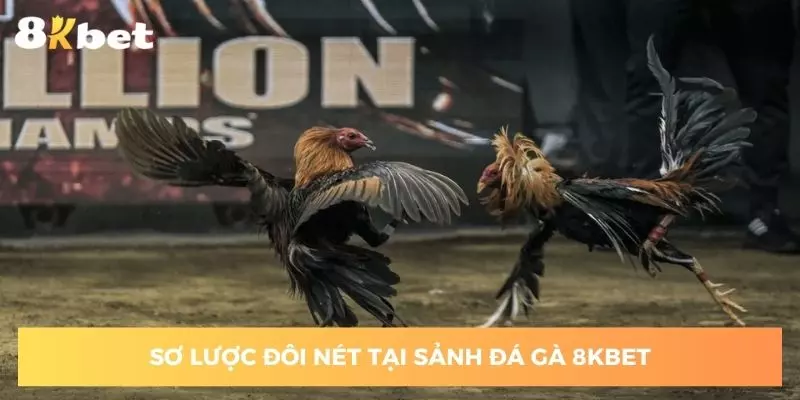 Một vài thông tin sơ lược tại sảnh đá gà 8KBET