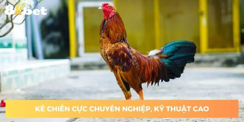 Hệ thống kê chiến cực chuyên nghiệp, kỹ thuật cao